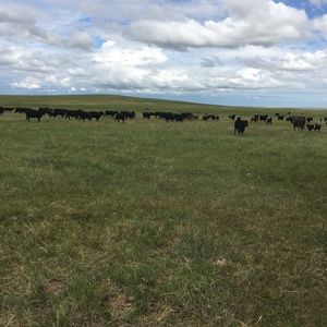 Meet your Posher, Kateri